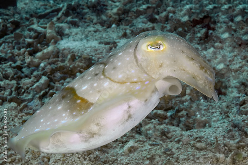 Light cuttlefish sleeping on the seabed.