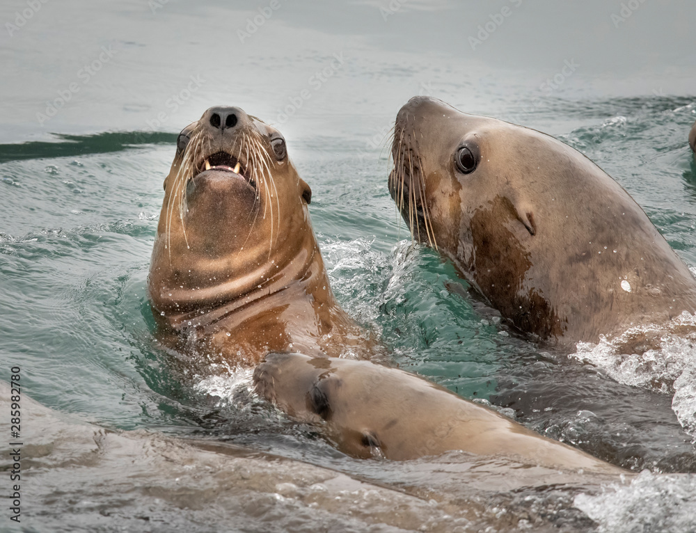 Obraz premium Sea Lion Pals