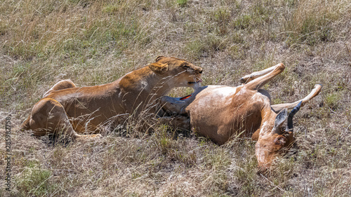 lioness who killed an antelope and is eating it © Pascale Gueret