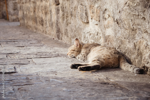 Cute cat sleeping on the pavement in Old Town of Budva Montenegro © Alexey Oblov