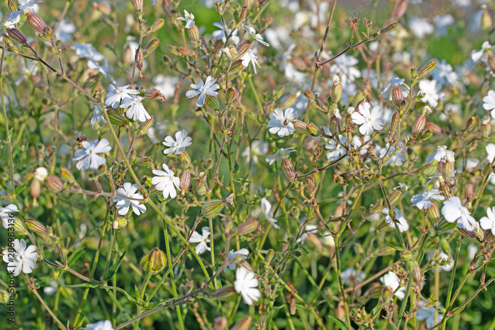 Fototapeta premium Weiße Lichtnelke, Silene latifolia