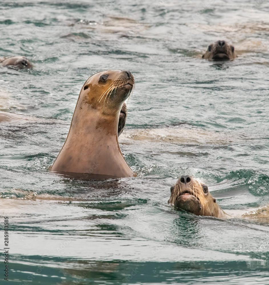 Fototapeta premium Curious Steller Sea Lions