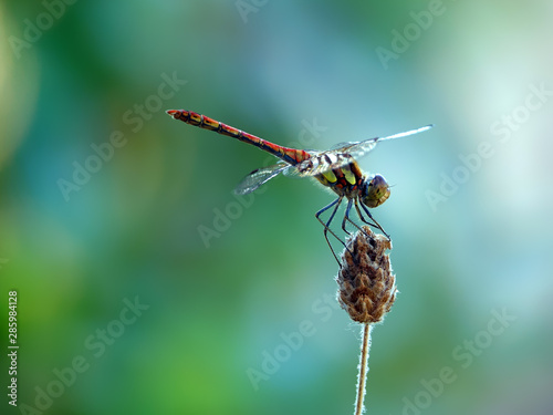 Drogonfly in Nature CloseUp photo