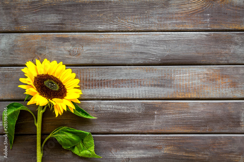 Beautiful yellow sunflower on wooden background top view mock up