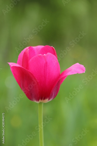 Beautiful pink Tulip on green natural background closeup. Flower for postcard, greeting card. Garden flower with bright pink petals.