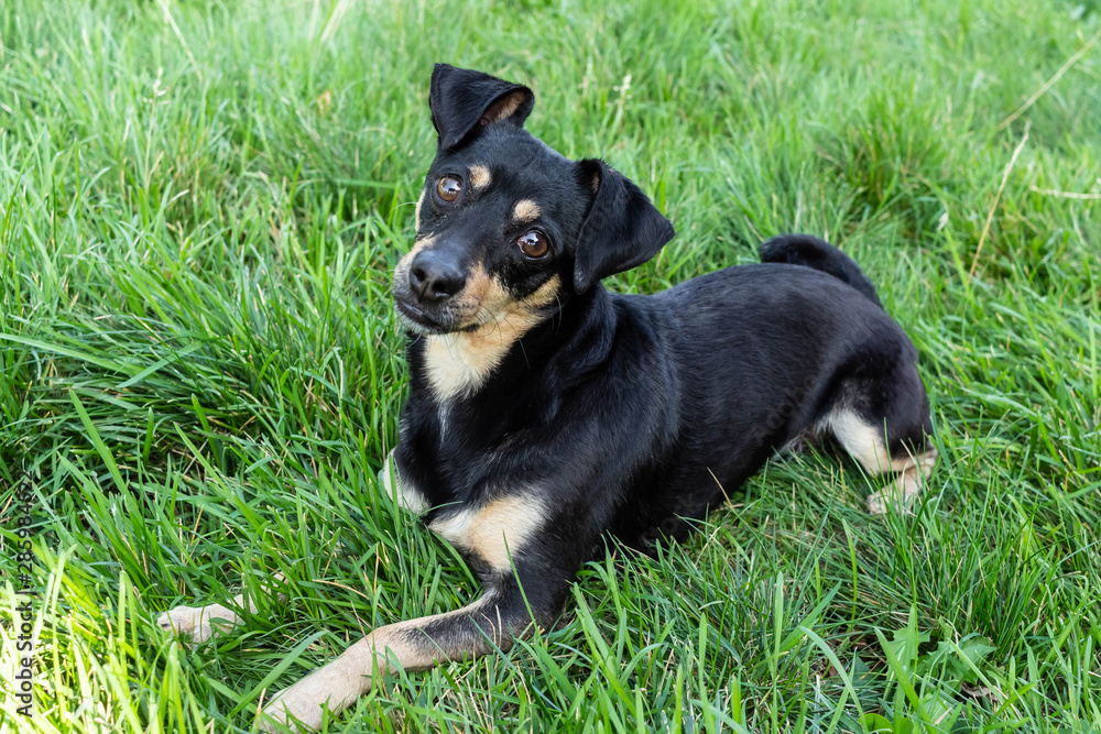 toy terrier plays on the lawn, the dog walks in the backyard