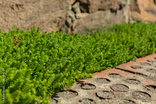 flowerbed with ornamental plant, lawn grass