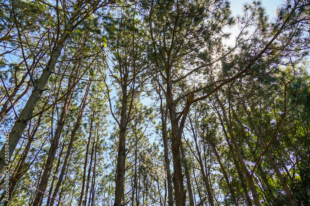 The Silent Trees The Silent Trees