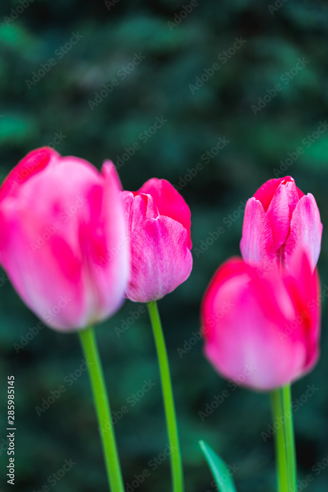 Bright and vibrant garden flowers from the UK