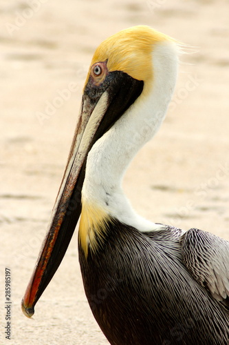 Portrait of pelican
