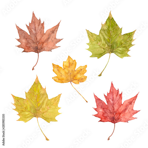 Set of red, yellow, orange and brown maple leaves. Watercolor illustration.