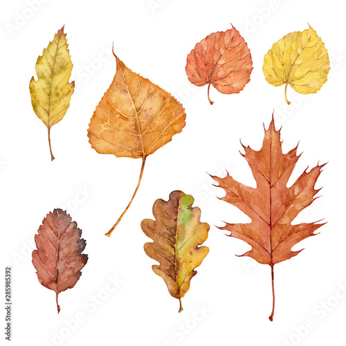 Set of fall leaves of pin oak, boxelder maple, birch, tilia cordata, bur oak and swedish whitebeam. Watercolor illustration.