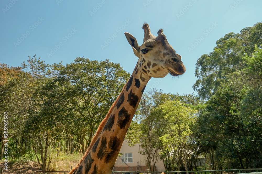 Fototapeta premium Cool Giraffe