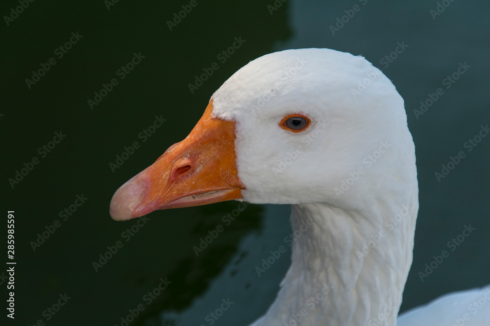 eine weiße Gans in Nahaufnahme eine weiße Gans in Nahaufnahme