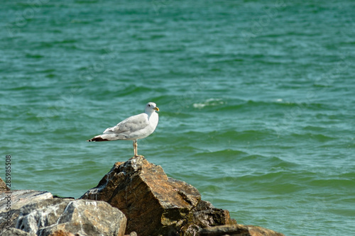 A seagull bird stands on a stone against the background of sea water.