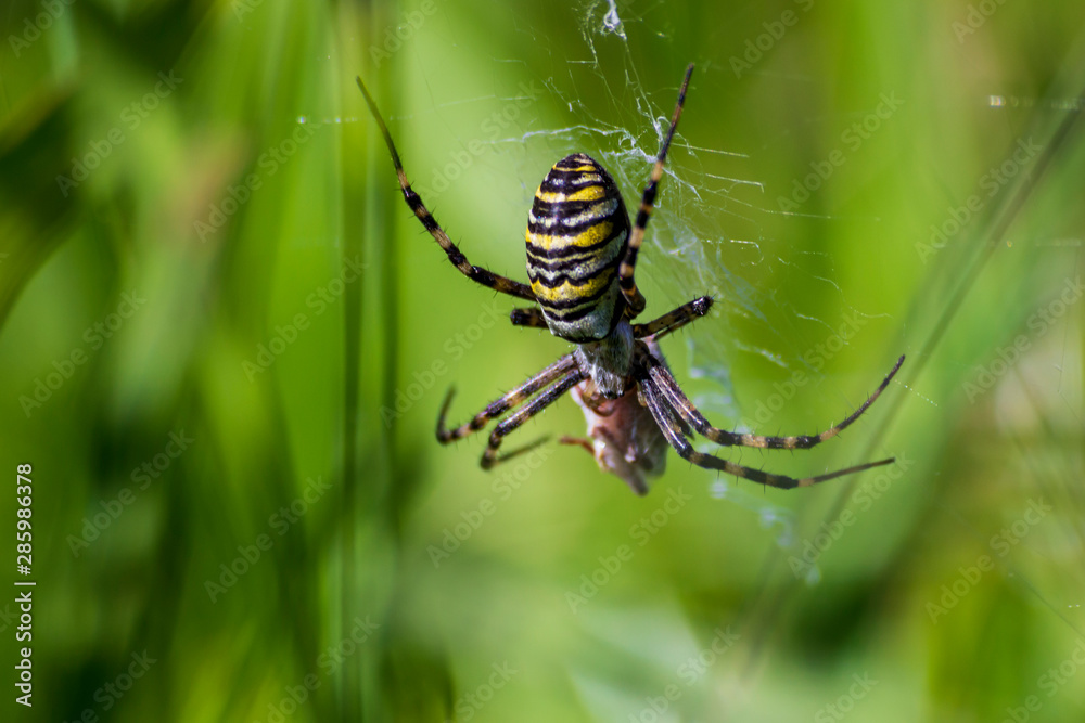 A spider and a spider web. Spider and victim. The concept of getting into the net, getting into trouble. A spider and a spider web. Spider and victim. The concept of getting into the net, getting into trouble.