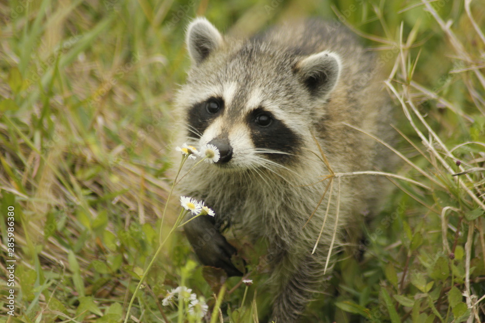 raccoon on grass