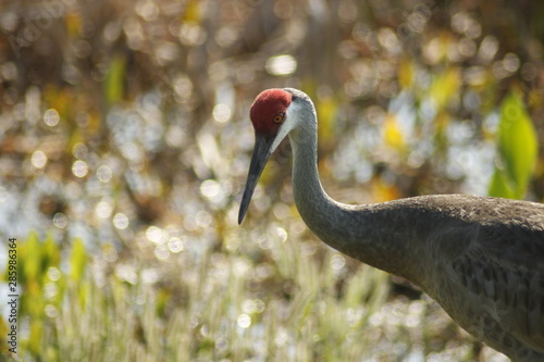 sandhill crane