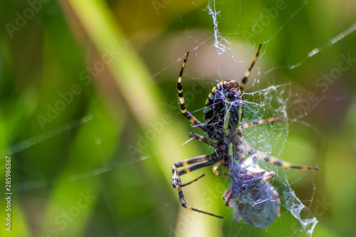 A spider and a spider web. Spider and victim. The concept of getting into the net, getting into trouble. © AndreiBegun