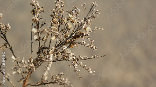 brown dried plant weed with fallen petals on blurred background