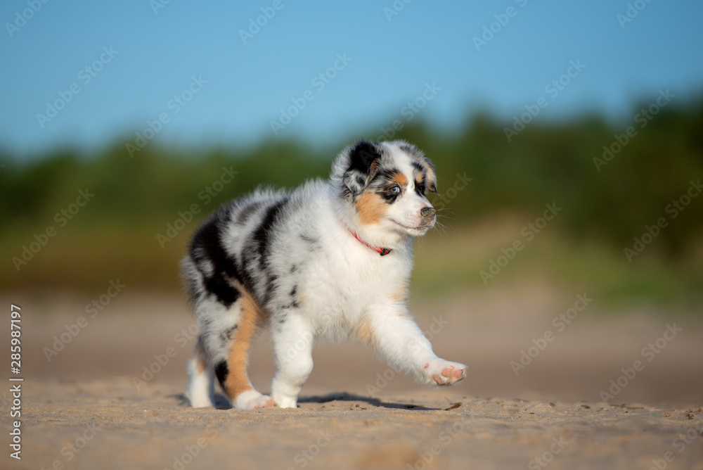Obraz premium adorable australian shepherd puppy walking on the beach