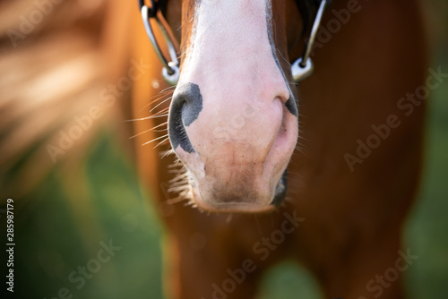 close up of a horse muzzle © otsphoto