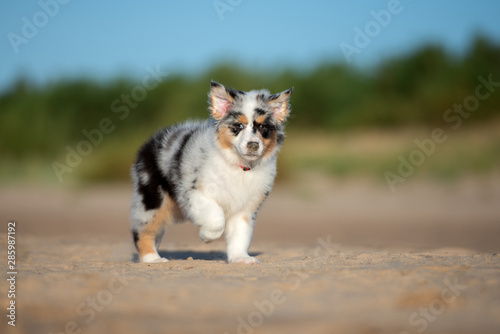 australian shepherd puppy walking on the beach