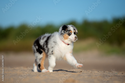 adorable australian shepherd puppy walking on the beach