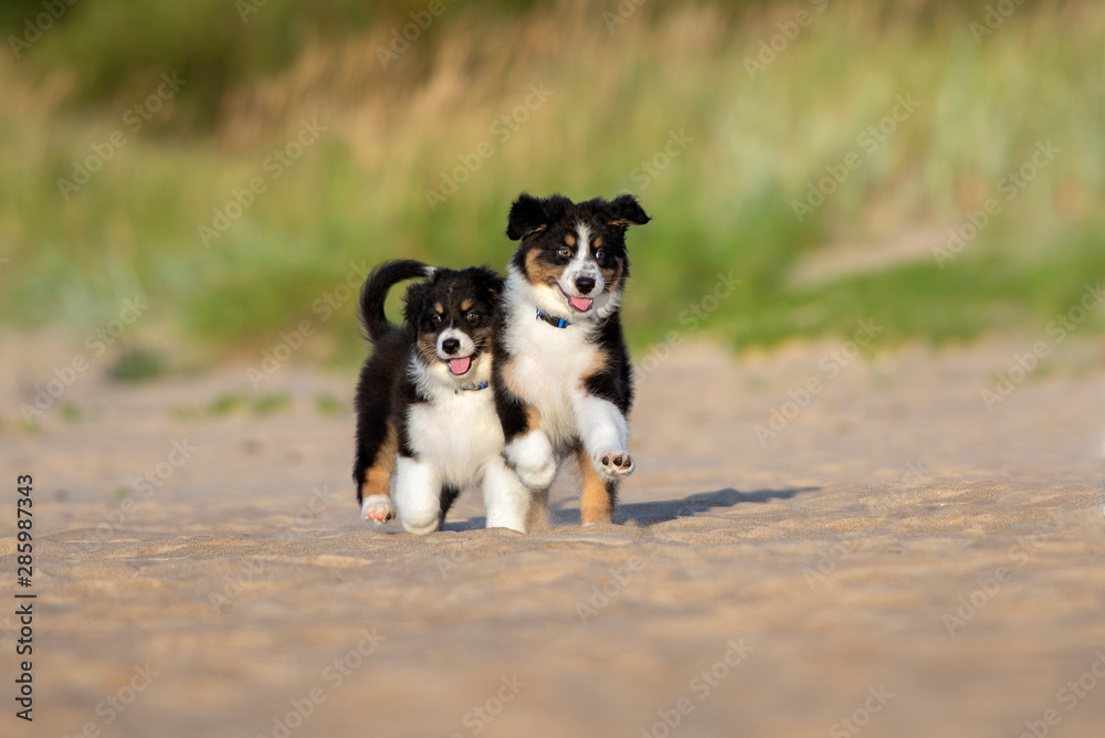 two australian shepherd puppies on the beach