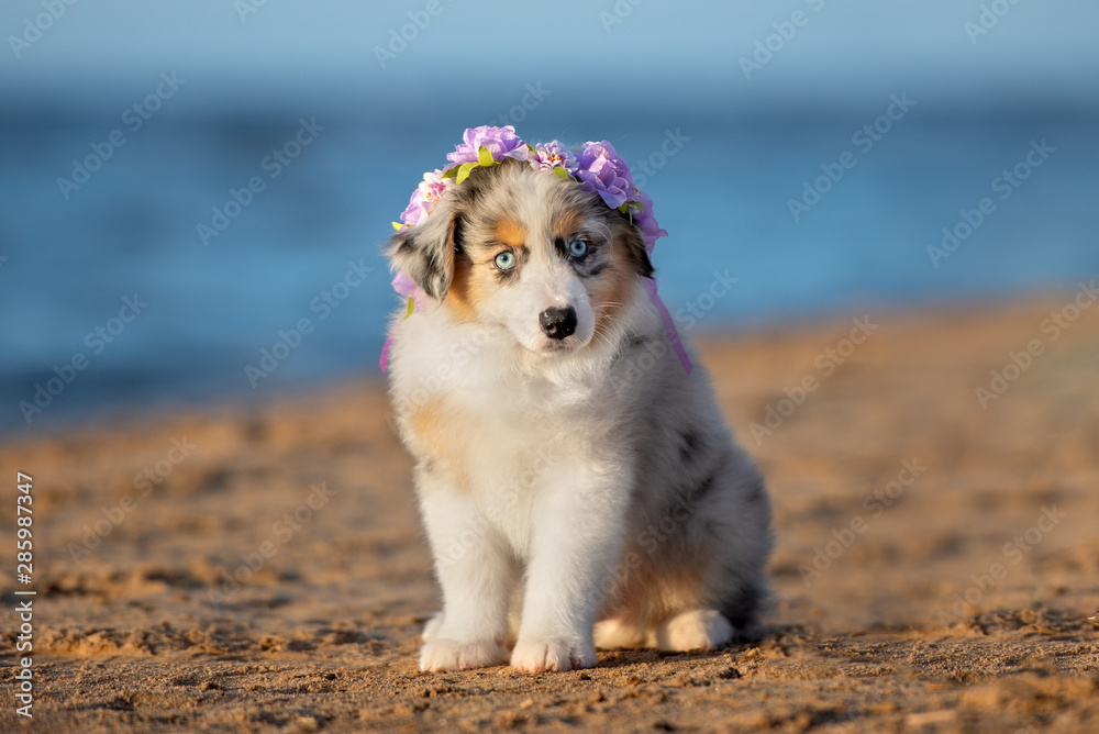 Adorable best sale australian shepherd