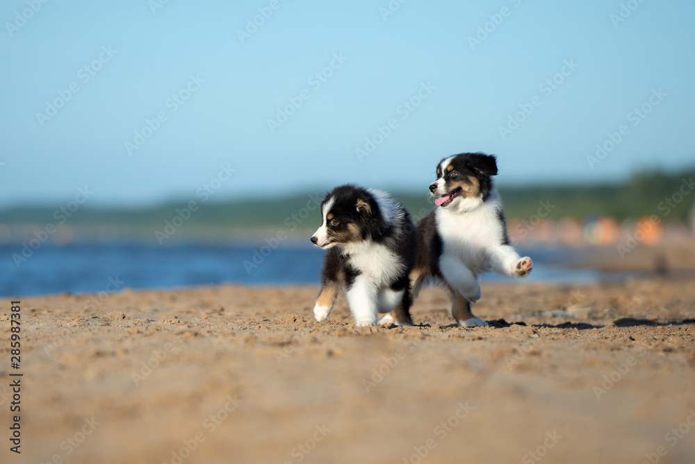 two australian shepherd puppies playing on the beach
