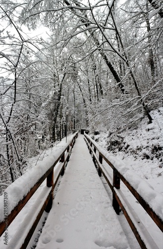 path in winter forest © sebi_2569