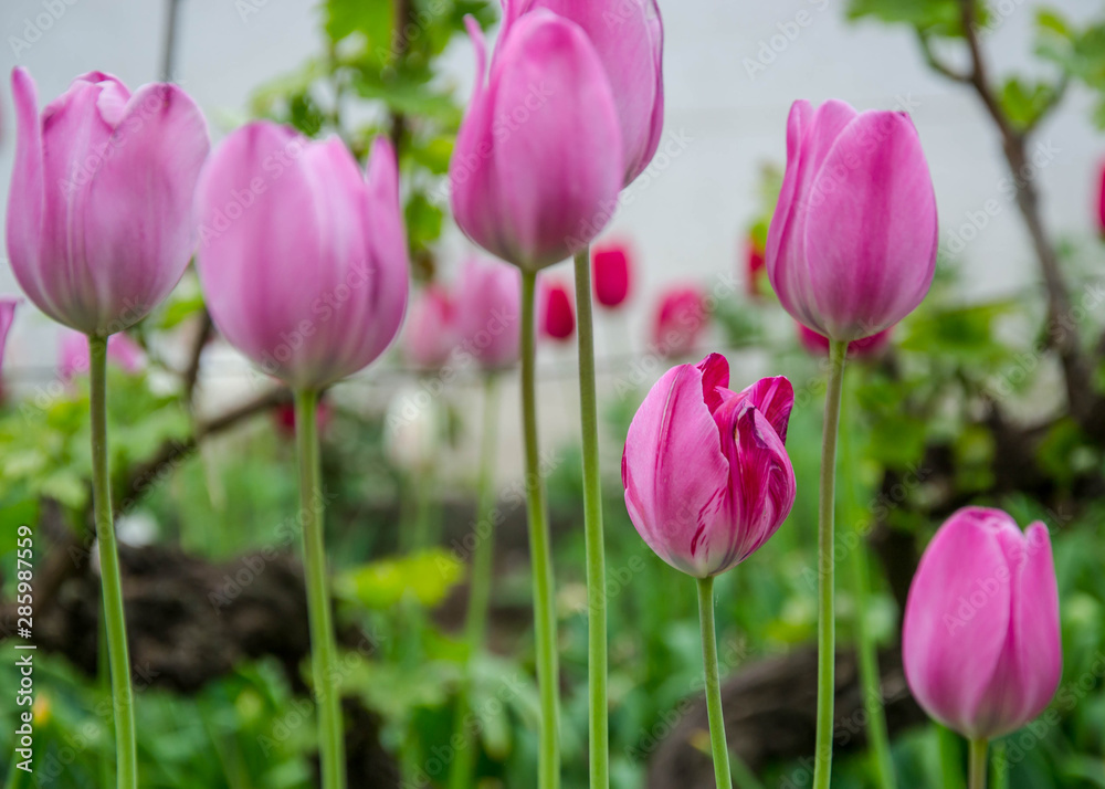Close-up of beautiful pink tulip flower in the garden, nature concept, selective focus
