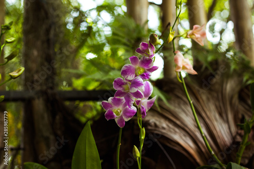 Pink orchid flower in tropical garden background in Thailand. Use for postcard beauty and agriculture idea concept design.
