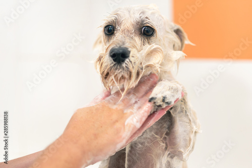 Professional pet groomer washing dog's face with shampoo in pet grooming salon. Close up . 