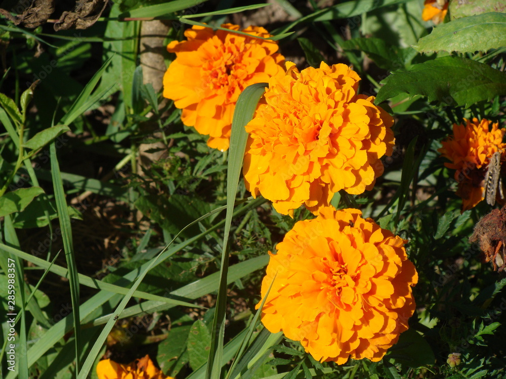 orange flowers in the garden orange flowers in the garden