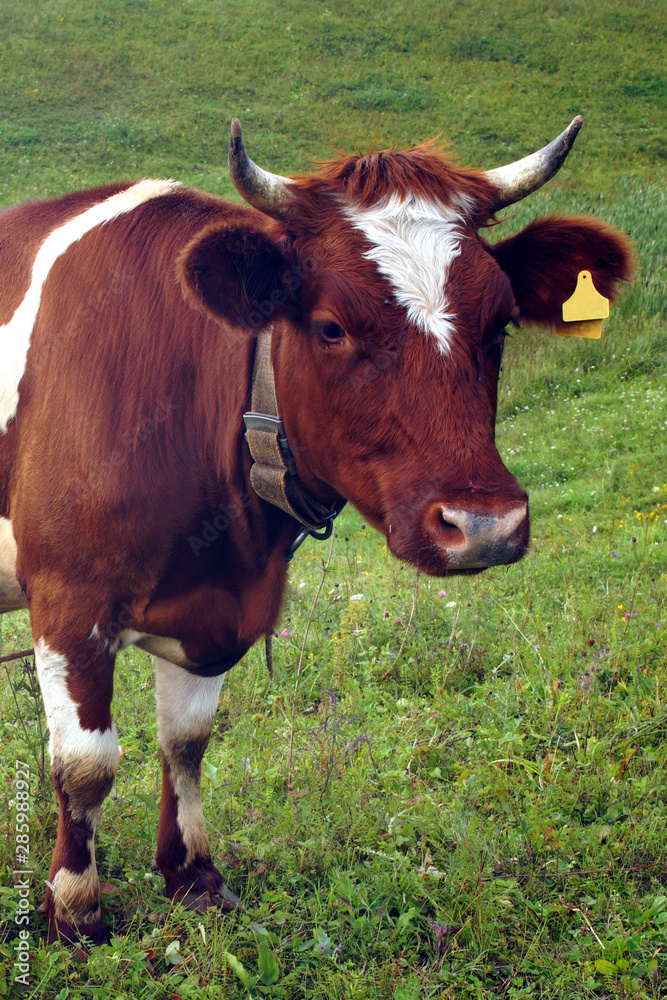 In the summer, a brown cow eats green grass in the meadow.