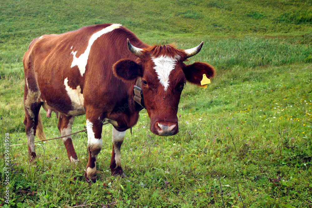 In the summer, a brown cow eats green grass in the meadow.