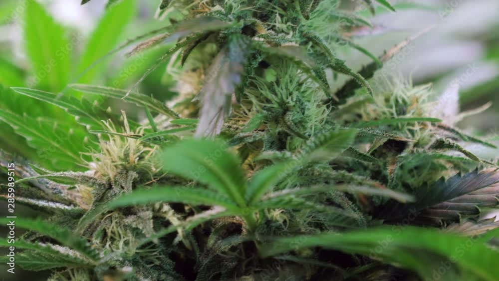 Slow motion shot of a cannabis plants growing in a grow tent during flowering stage Slow motion shot of a cannabis plants growing in a grow tent during flowering stage