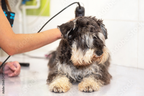 Female groomer trimming dog hair with clipper. Woman working in pet shop. Groomer trimming dog hair with clipper . 