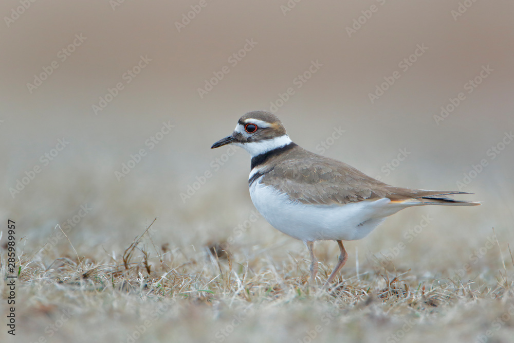 Killdeer (Charadrius vociferus) in grass field at Jones State Park, New York Killdeer (Charadrius vociferus) in grass field at Jones State Park, New York