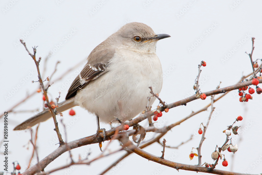 Northern Mockingbird (Mimus polyglottos) on branch at Jones State Park, New York Northern Mockingbird (Mimus polyglottos) on branch at Jones State Park, New York