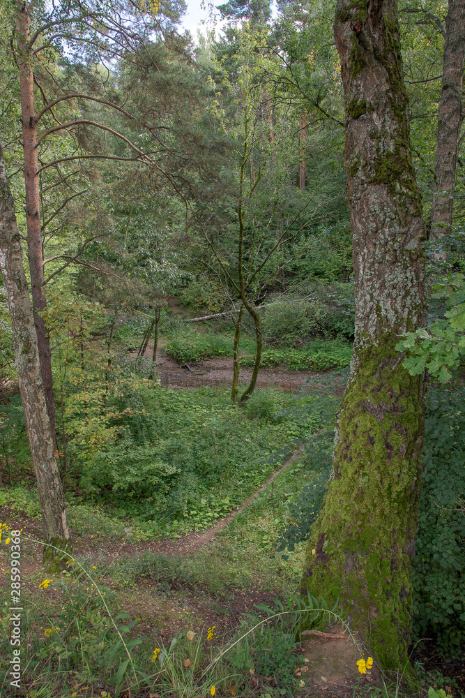 Obraz premium path in the forest
