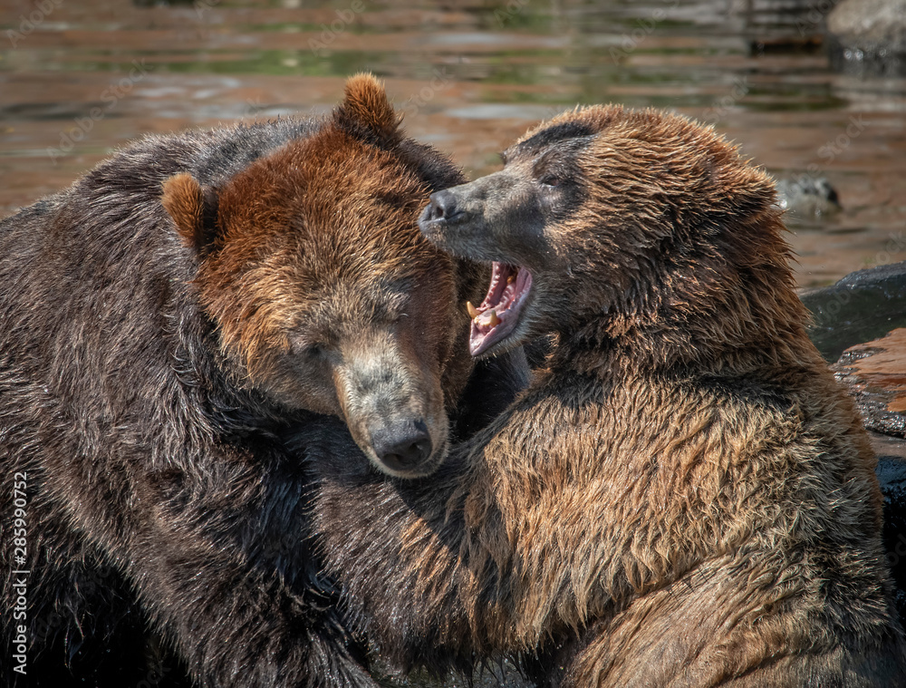 Fototapeta premium Brown Bears Tussling