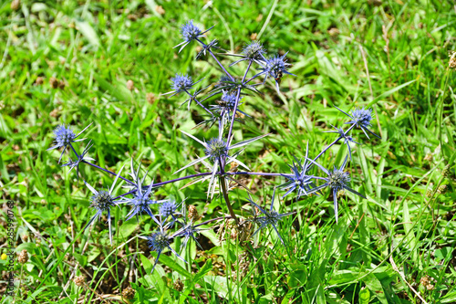 Eryngium (Eryngium planum) in the mountains of Abkhazia photo