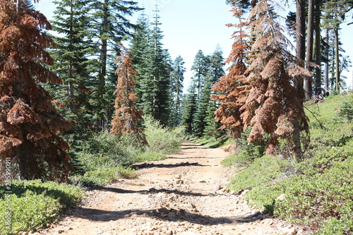 Fototapeta Naklejka Na Ścianę i Meble -  forest