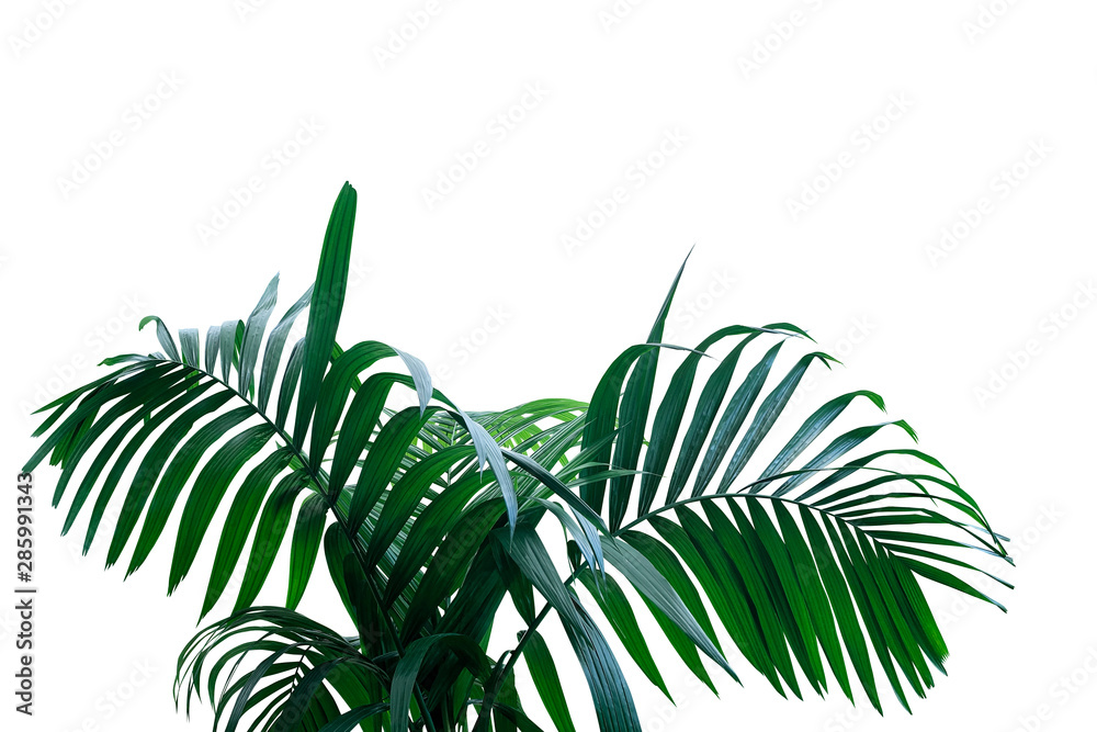 Dark green leaves of rainforest palm tree the tropical foliage plant ...