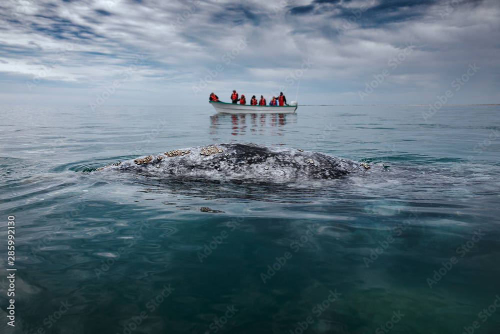Gray whale surfaces next to a boat with tourists, Baja California on Mexico's Pacific coast