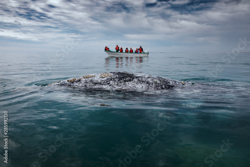 Gray whale surfaces next to a boat with tourists, Baja California on Mexico's Pacific coast