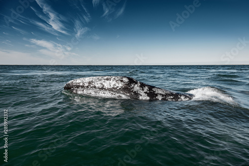 Grey whale surfaces in Baja California on Mexico's Pacific coast